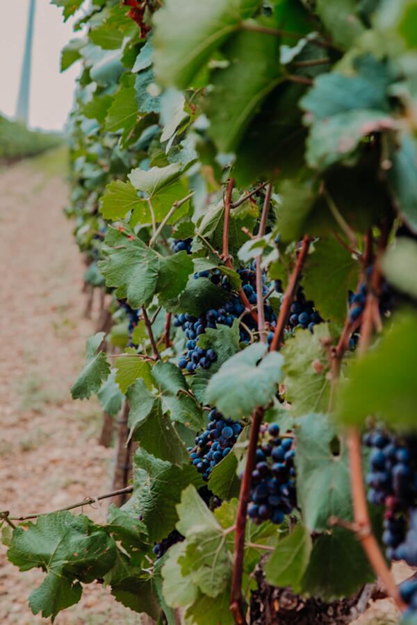 Weingarten Rotwein